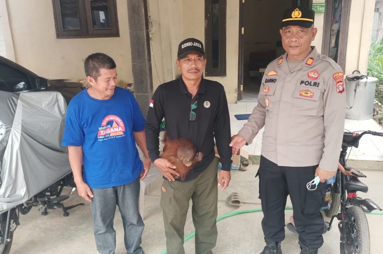 Warga Lamandau Serahkan Anak Orangutan 7 Bulan ke BKSDA, Sempat Dehidrasi
